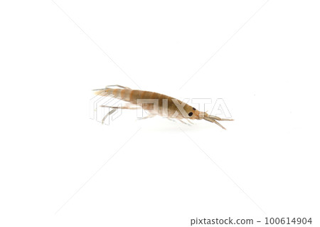 A friend of the Himehamatobimushi 100614904