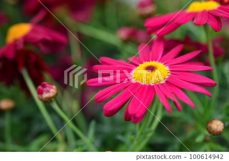 Margaret Marthred Margaret Marthred 100614942
