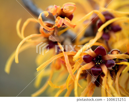 2月開始綻放的金縷梅「Hamamelis intermedia elena」花 100615251