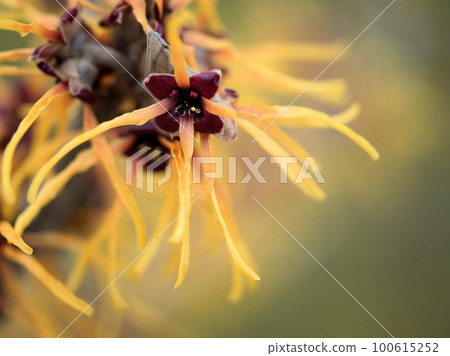 2月開始綻放的金縷梅「Hamamelis intermedia elena」花 2月開始綻放的金縷梅「Hamamelis intermedia elena」花 100615252