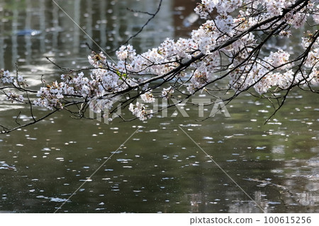 櫻花盛開 櫻花盛開 100615256