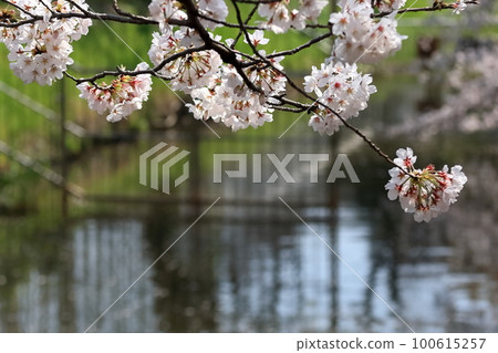 櫻花盛開 100615257