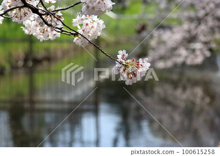Cherry tree in full bloom  100615258