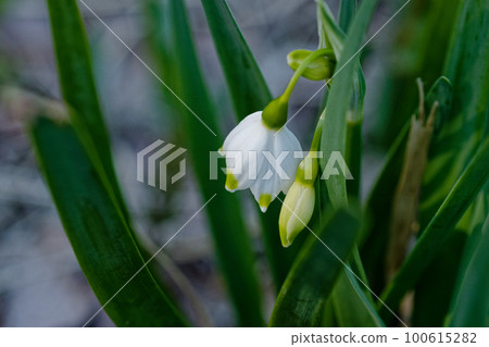 雪花蓮開花 雪花蓮開花 100615282