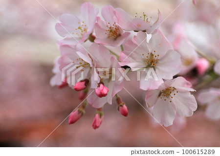 櫻花盛開 櫻花盛開 100615289