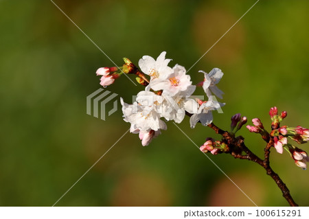 Cherry tree in full bloom  100615291