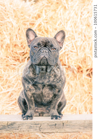Portrait of a dog on a background of hay. French bulldog young tiger color. Animal, pet. Portrait of a dog on a background of hay. French bulldog young tiger color. Animal, pet. 100615731