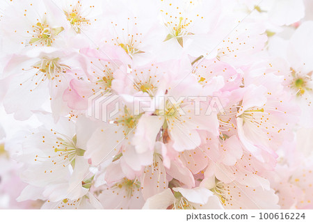 Gentle pink cherry blossoms blooming all over the screen Gentle pink cherry blossoms blooming all over the screen 100616224