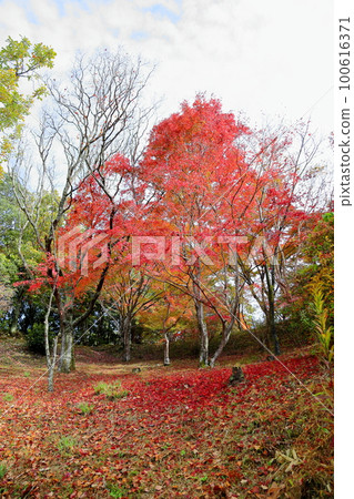Autumn leaves Acer palmatum leaves 100616371