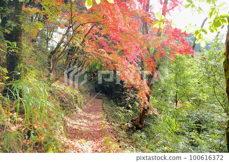 Autumn leaves maple tunnel 100616372