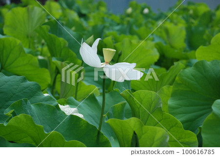 enlightenment of precious buddha lotus water lily lotus lotus 100616785