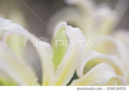 White flowers of Shirobana Manjushage are in bloom. The scientific name is Lycoris albiflora. White flowers of Shirobana Manjushage are in bloom. The scientific name is Lycoris albiflora. 100616858
