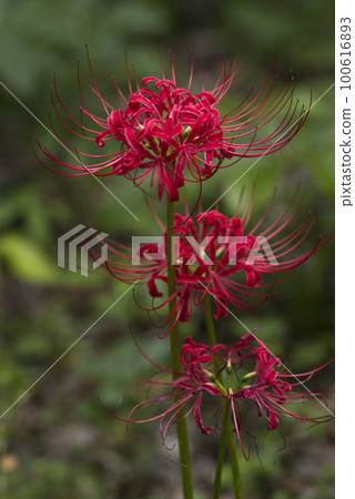 The red flowers of cluster amaryllis are in bloom. The scientific name is Lycoris radiata. The red flowers of cluster amaryllis are in bloom. The scientific name is Lycoris radiata. 100616893