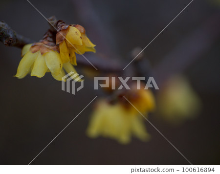 Japanese allspice blooming in February Japanese allspice blooming in February 100616894