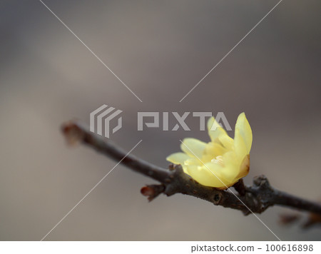 日本五香粉在二月開花 日本五香粉在二月開花 100616898