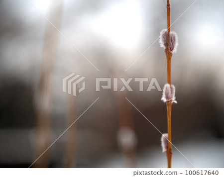 二月發芽的“柳樹” 二月發芽的“柳樹” 100617640