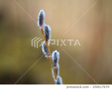 "Kori Yanagi" sprouting in February 100617670