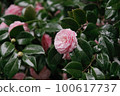 rose	 rose	 100617737