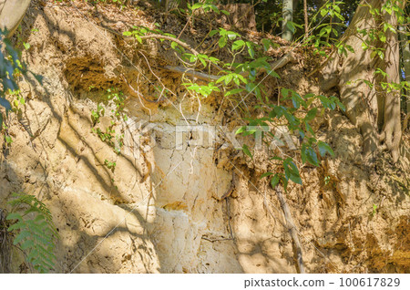 出現在地面上的關東壤土層（大磯丘陵） 100617829
