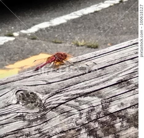A red dragonfly perched on a wooden railing 100618127