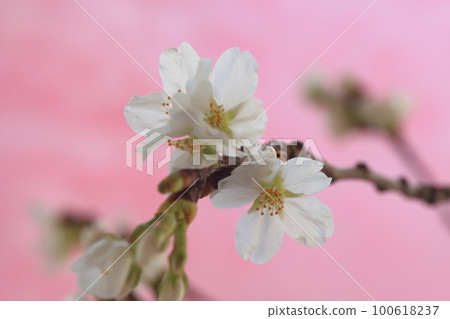 Cherry Blossoms Cherry Blossoms 100618237