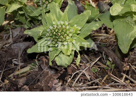 吹之戶春天 100618643