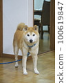 Shiba Inu 100619847