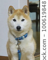 Shiba Inu 100619848