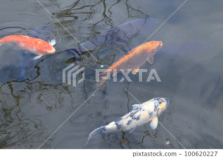 Carp of a pond Carp of a pond 100620227