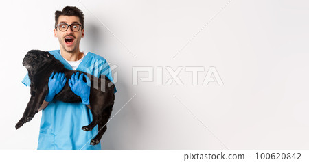 Vet clinic concept. Happy male doctor veterinarian holding cute black pug dog, staring at camera amazed, white background Vet clinic concept. Happy male doctor veterinarian holding cute black pug dog, staring at camera amazed, white background 100620842