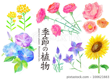 Seasonal plants watercolor set illustration 100621663
