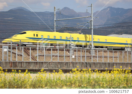 Dr. Yellow running in the field of rape blossoms 100621757