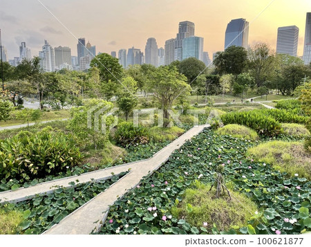 滿是荷花的公園 100621877