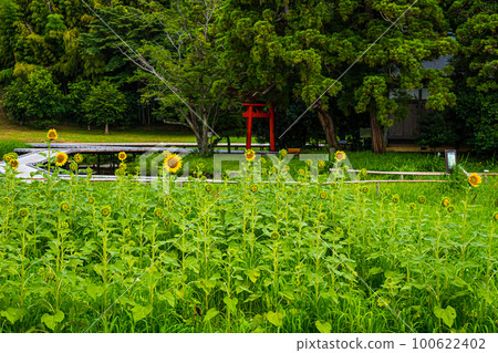 嚴島濕地公園 100622402