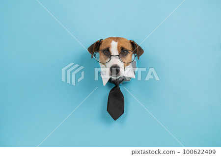 Dog jack russell terrier in glasses and a tie sticks out of a hole in a blue background.  100622409