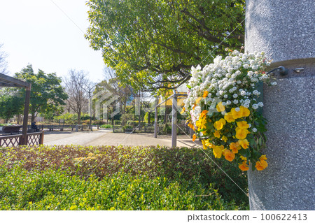 Koto-ku, Tokyo Kiba Park where spring flowers bloom 100622413