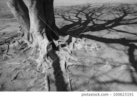 Scenery of the park in early spring Shadows and roots of zelkova branches spread out on the ground Scenery of the park in early spring Shadows and roots of zelkova branches spread out on the ground 100623191