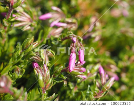 Bud of shibazakura Bud of shibazakura 100623535