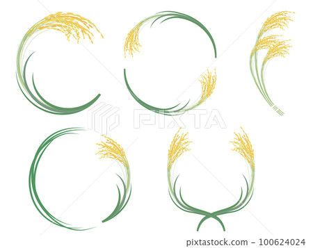 Vector illustration of realistic rice ear frame set Vector illustration of realistic rice ear frame set 100624024