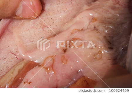 寄生在鯖魚上的異尖線蟲 100624499