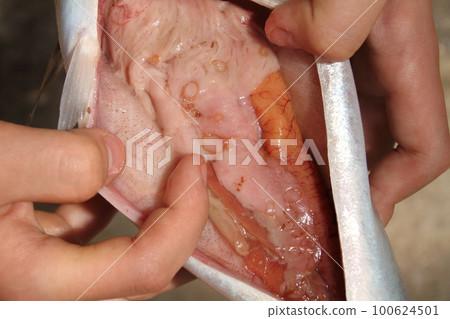 寄生在鯖魚上的異尖線蟲 100624501