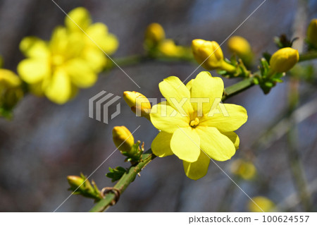 大雞蛋花（黃梅花偽） 100624557