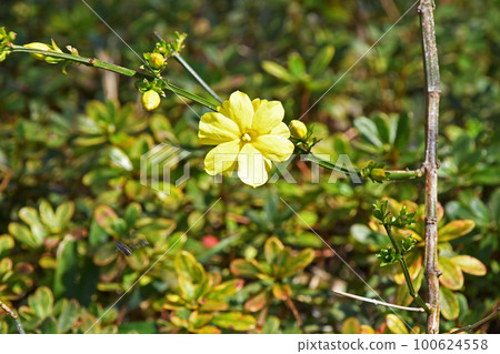 Great Plumeria (yellow plum pseudo) Great Plumeria (yellow plum pseudo) 100624558