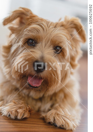 Norfolk Terrier pet Norfolk Terrier pet 100625692