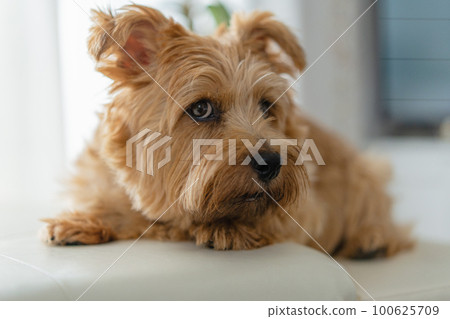 Norfolk Terrier pet 100625709