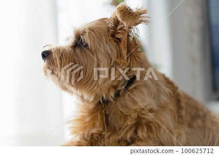 Norfolk Terrier pet Norfolk Terrier pet 100625712