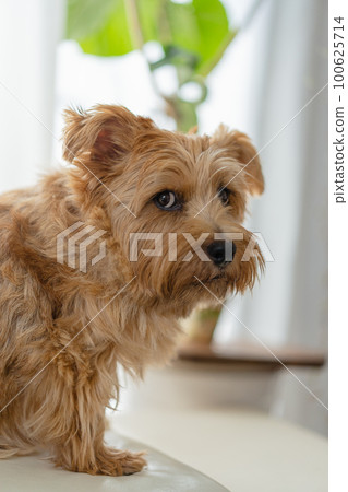 Norfolk Terrier pet Norfolk Terrier pet 100625714