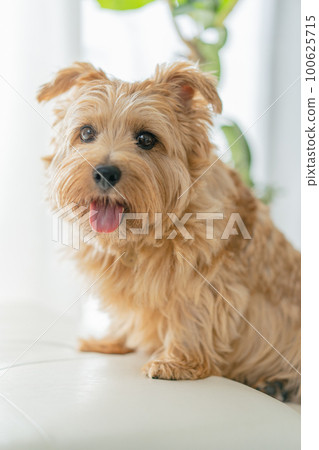Norfolk Terrier pet 100625715