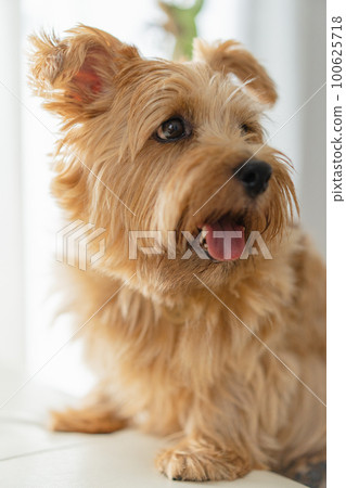 Norfolk Terrier pet 100625718