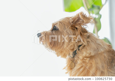 Norfolk Terrier pet 100625730